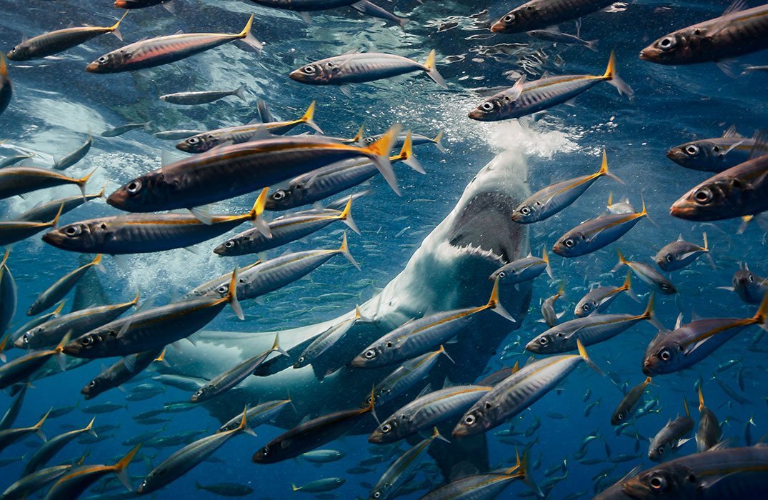 Inilah 12 Foto Pemenang The Nature Conservacy yang Kualitasnya Juara. Belajarlah dari Karya Mereka!