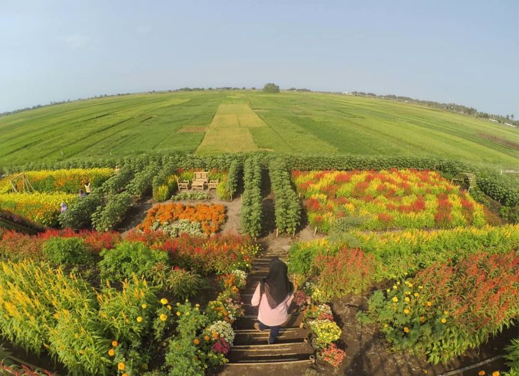 Resoinangun Garden, Kebun Bunga Warna-Warni yang Lagi Hits di Jogja. Yuk Mampir ke Sana!