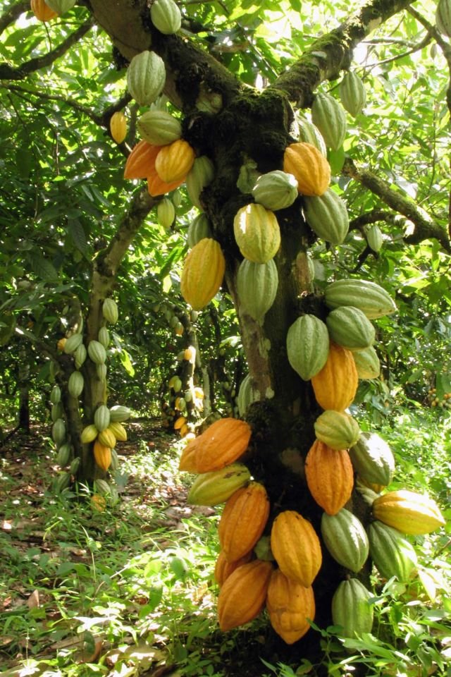 Begini Proses Berubahnya Buah Kakao Jadi Cokelat yang Kita Kenal. Ternyata Banyak yang Belum Tahu