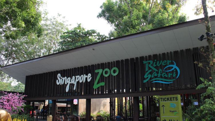 Yang Baru di Singapore Zoo: ‘Rainforest Lumina’, Program Jalan-Jalan Penuh Pesona di Malam Hari