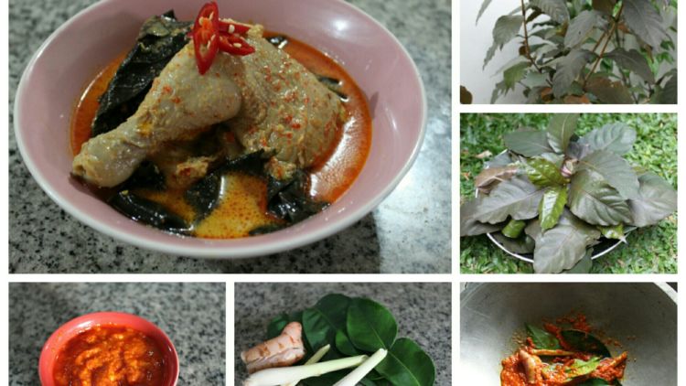 Gulai Ayam Spesial Dengan Daun Puding, Gurih Krenyesnya Bikin Pingin Nambah dan Nambah Lagi