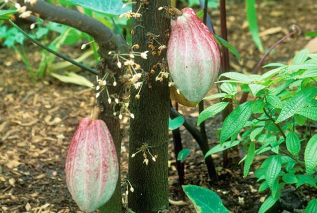 Begini Proses Berubahnya Buah Kakao Jadi Cokelat yang Kita Kenal. Ternyata Banyak yang Belum Tahu