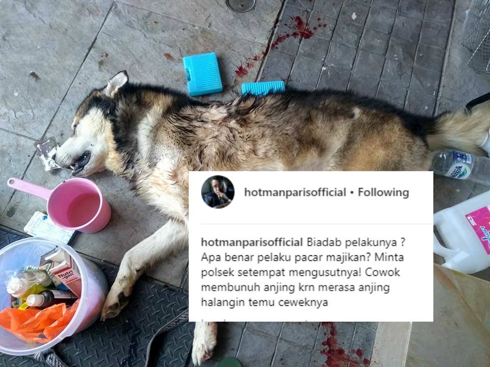 Cemburu Macam Apa yang Sampai Tega Membunuh Seekor Anjing? Cinta Nggak Sebuta itu, Sayang!