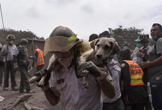 12 Potret Kengerian Pasca Letusan Gunung Fuego di Guatemala, Meletus Tanpa Peringatan