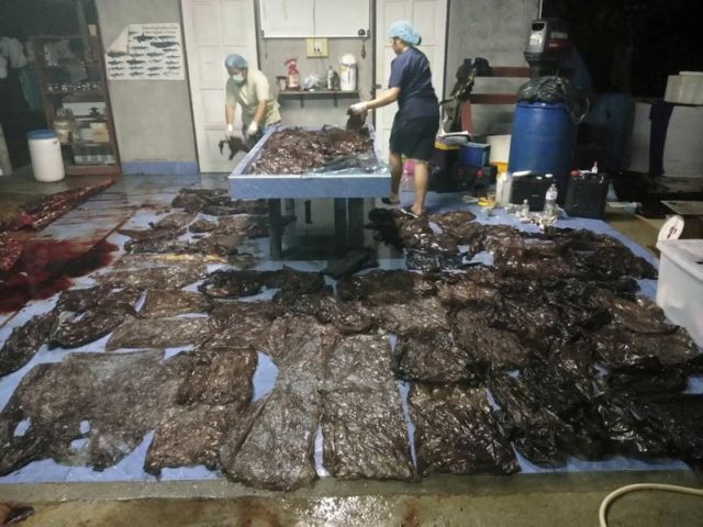 Seekor Paus Mati Setelah Menelan 8 Kg Plastik. 80 Plastik Kresek Ditemukan di Dalam Perutnya