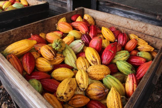 Begini Proses Berubahnya Buah Kakao Jadi Cokelat yang Kita Kenal. Ternyata Banyak yang Belum Tahu