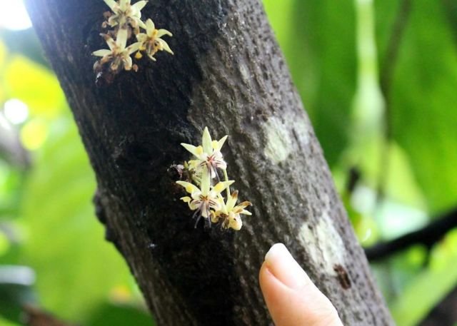 Begini Proses Berubahnya Buah Kakao Jadi Cokelat yang Kita Kenal. Ternyata Banyak yang Belum Tahu