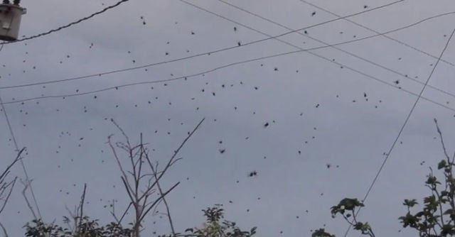 Hujan Aneh Terjadi di Cina, Berbagai Hewan Laut Jatuh dari Langit. Ini Penjelasan Paling Logisnya