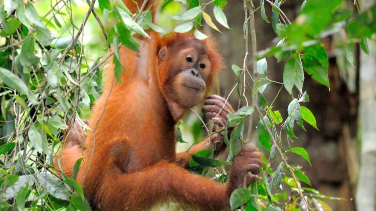 Apakah Kita Hanya Diam Saat Orangutan Terpinggirkan?