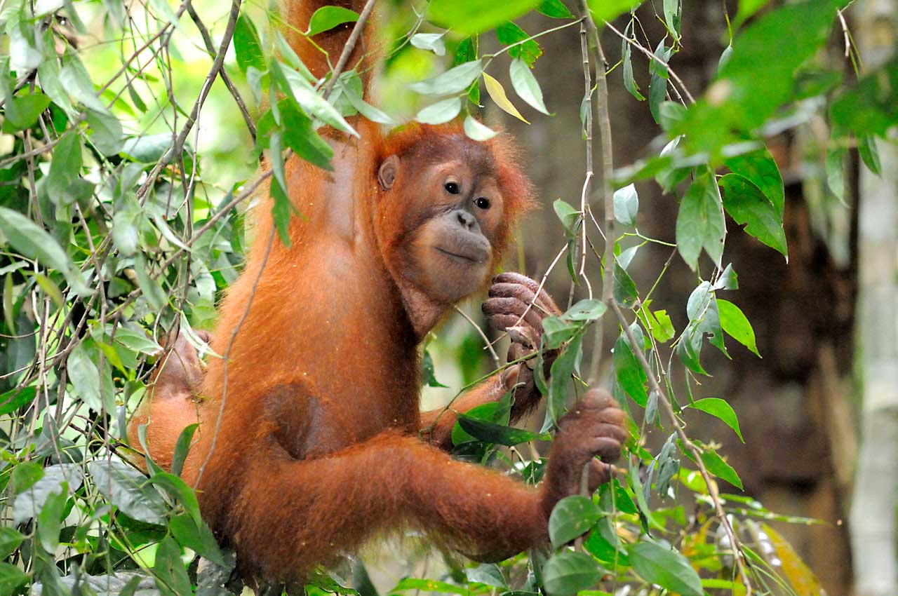 Apakah Kita Hanya Diam Saat Orangutan Terpinggirkan?