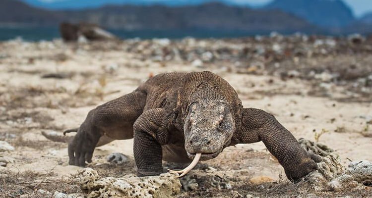 7 Binatang Langka Khas Indonesia yang Sayang jika Punah