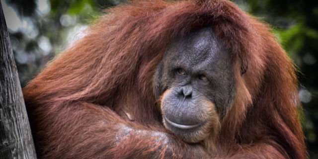 Orangutan