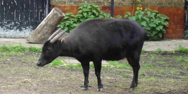 Anoa