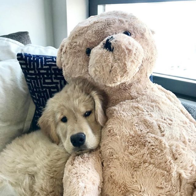 Teddy Bear