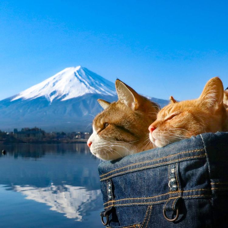 Daikichi dan Fuku-Chan, Duet Kucing Asal Jepang yang Suka Traveling. Imut dan Unyu Banget Sih