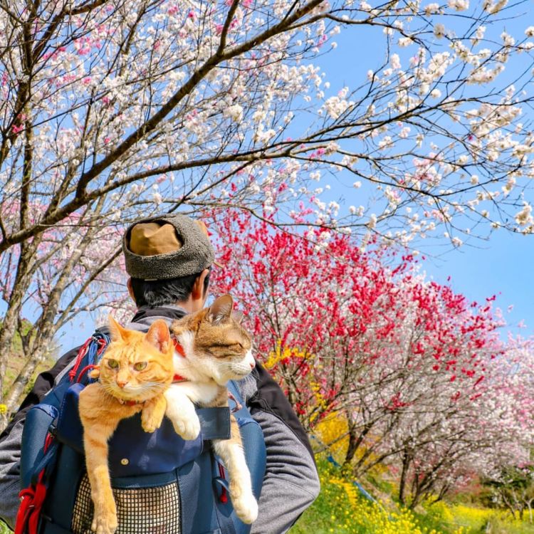 Daikichi dan Fuku-Chan, Duet Kucing Asal Jepang yang Suka Traveling. Imut dan Unyu Banget Sih