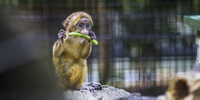 Pecinta kebun binatang.