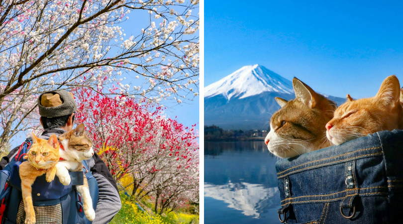 Daikichi dan Fuku-Chan, Duet Kucing Asal Jepang yang Suka Traveling. Imut dan Unyu Banget Sih