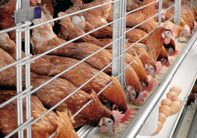 5 Alasan Kenapa Harga Telur Ayam Terus Naik, Padahal Lebaran Udah Lewat Lho