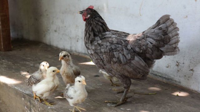 5 Alasan Kenapa Harga Telur Ayam Terus Naik, Padahal Lebaran Udah Lewat Lho