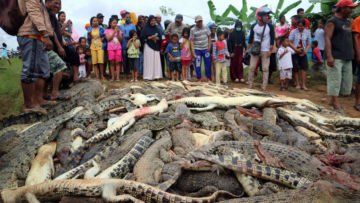 Ratusan Buaya Mati Dibantai dan Pelakunya Hanya Terancam 9 Bulan Penjara. Adil Nggak Sih?