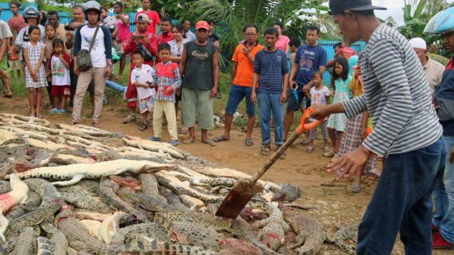 Ratusan Buaya Mati Dibantai dan Pelakunya Hanya Terancam 9 Bulan Penjara. Adil Nggak Sih?