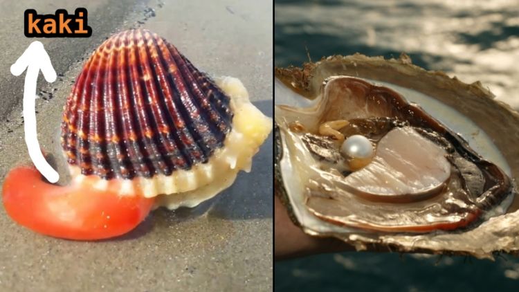 5 Fakta Cara Hidup Kerang, Termasuk Bagaimana Ia Berjalan dan Bisa Hasilkan Mutiara