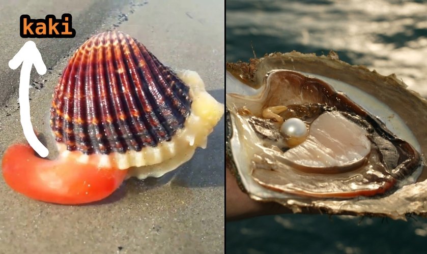 5 Fakta Cara Hidup Kerang, Termasuk Bagaimana Ia Berjalan dan Bisa Hasilkan Mutiara