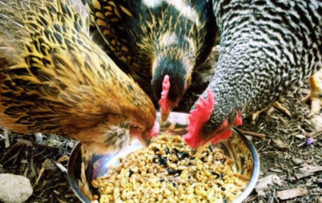 5 Alasan Kenapa Harga Telur Ayam Terus Naik, Padahal Lebaran Udah Lewat Lho