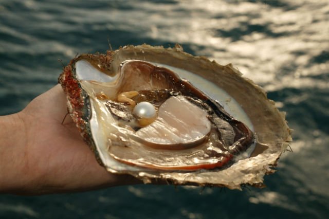 5 Fakta Cara Hidup Kerang, Termasuk Bagaimana Ia Berjalan dan Bisa Hasilkan Mutiara