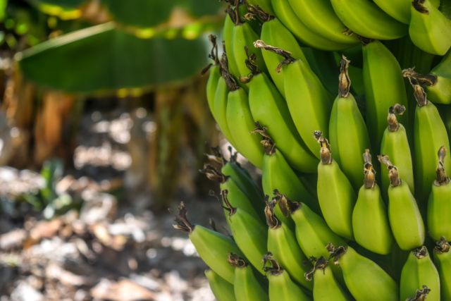 Pisang Bisa Hilang Selamanya dari Dunia. Menurut Ahli, Buah Ini Sedang Terancam Penyakit Panama