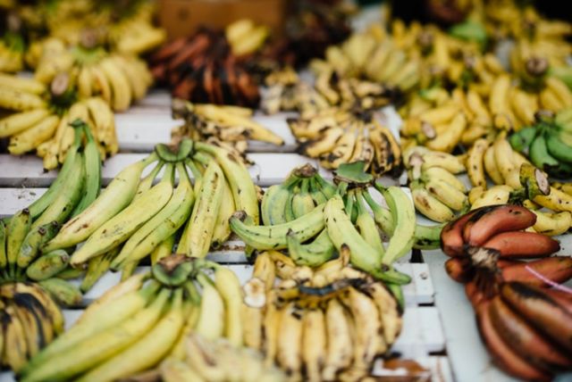 Pisang Bisa Hilang Selamanya dari Dunia. Menurut Ahli, Buah Ini Sedang Terancam Penyakit Panama