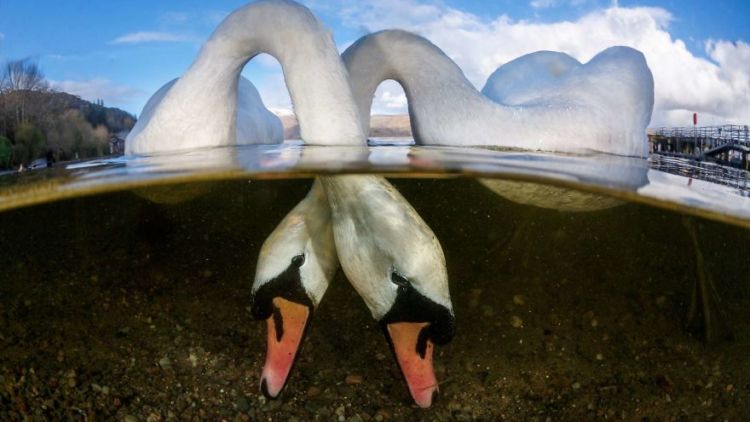 Daftar Foto Pemenang Underwater Photography of The Year 2018. Foto Bawah Laut Selalu Menakjubkan ya!