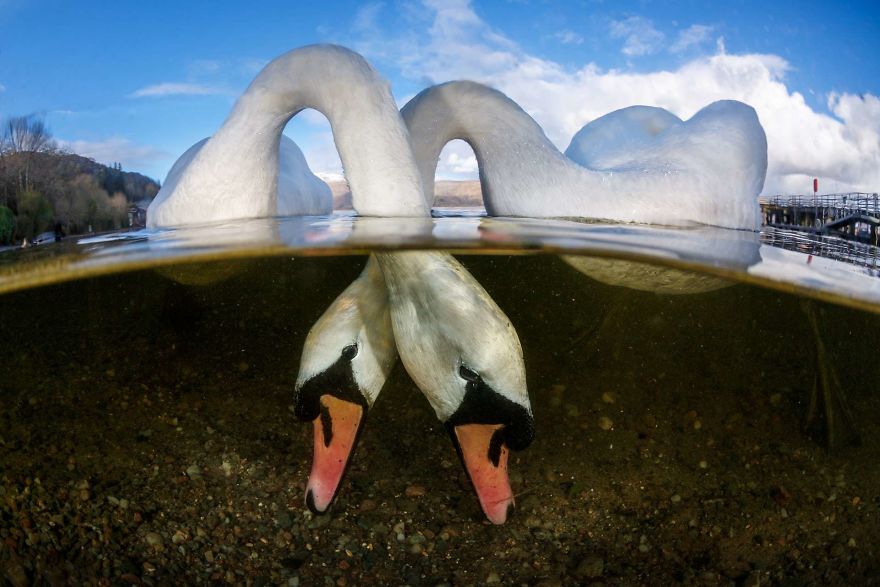 Daftar Foto Pemenang Underwater Photography of The Year 2018. Foto Bawah Laut Selalu Menakjubkan ya!