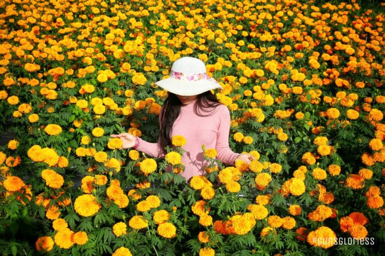 Gemitir Garden, Taman Bunga Marigold yang Instagramable di Bali. Jadi Pengen ke Bali Lagi Nih!