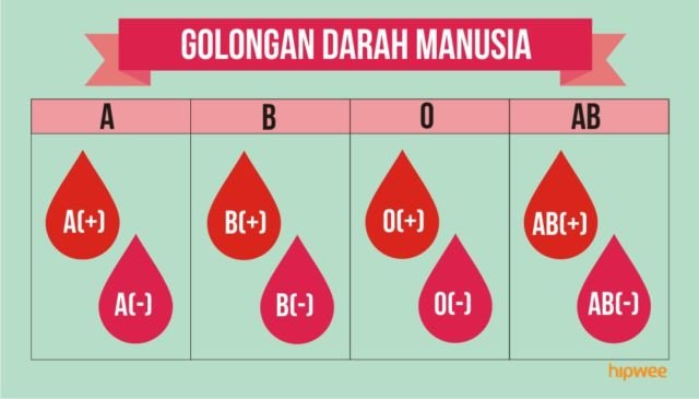 10 Fakta Pentingnya Tahu Tipe Rhesus Darah Kalian, Bukan Cuma Golongan Darah ABO Doang