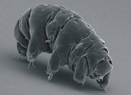 Tardigrada