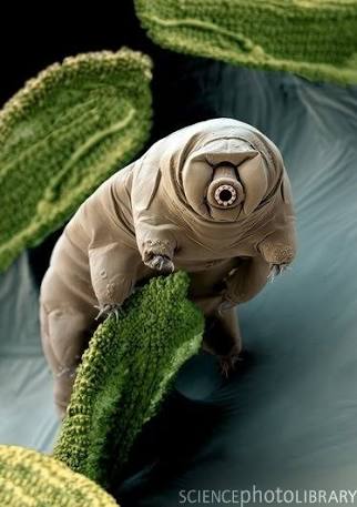 Tardigrada