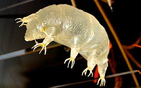 Tardigrada