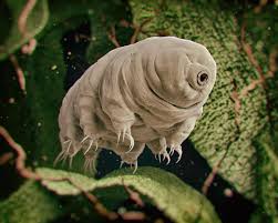 Tardigrada