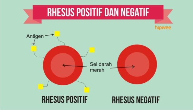 10 Fakta Pentingnya Tahu Tipe Rhesus Darah Kalian, Bukan Cuma Golongan Darah ABO Doang