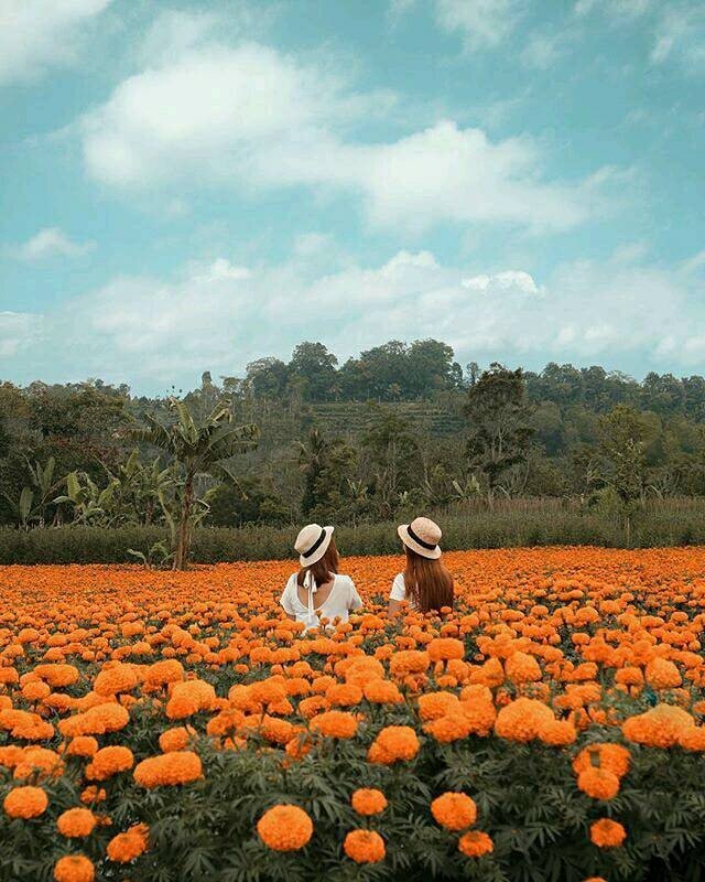 Gemitir Garden, Taman Bunga Marigold yang Instagramable di Bali. Jadi Pengen ke Bali Lagi Nih!