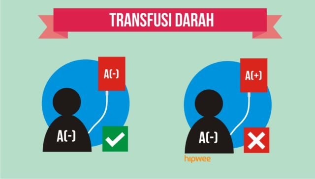 10 Fakta Pentingnya Tahu Tipe Rhesus Darah Kalian, Bukan Cuma Golongan Darah ABO Doang