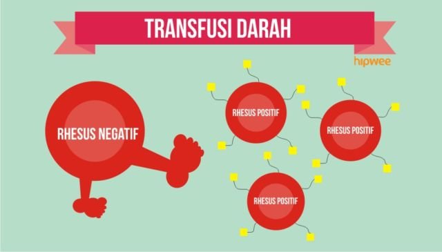 10 Fakta Pentingnya Tahu Tipe Rhesus Darah Kalian, Bukan Cuma Golongan Darah ABO Doang