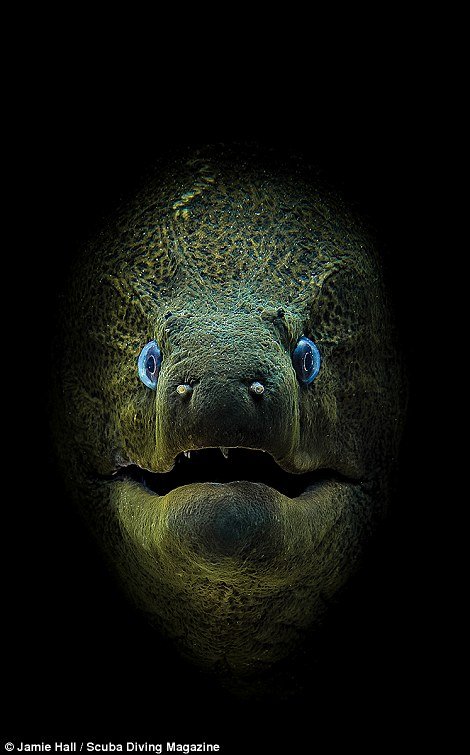 13 Foto Pemenang Underwater Photo Contest Ini Sungguh Luar Biasa dan Bikin Berdecak Kagum!