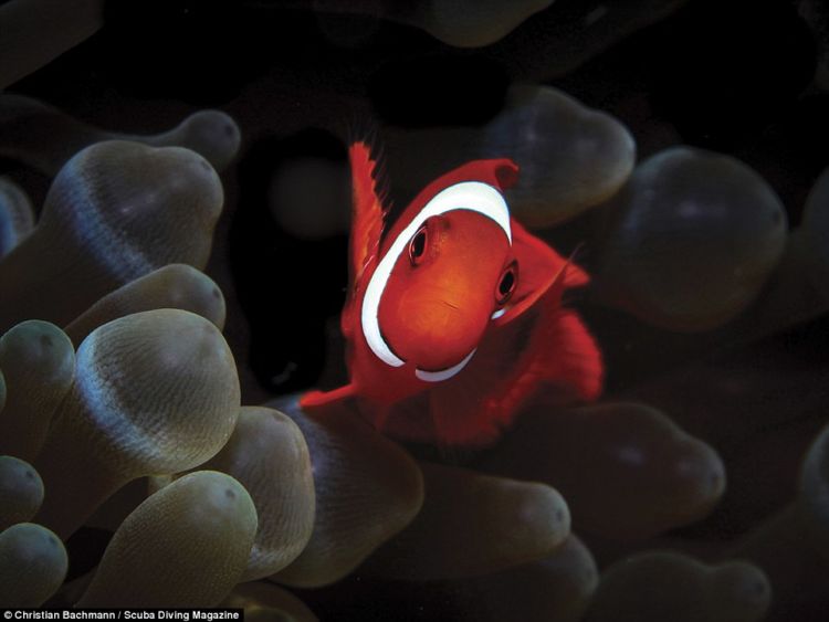 13 Foto Pemenang Underwater Photo Contest Ini Sungguh Luar Biasa dan Bikin Berdecak Kagum!