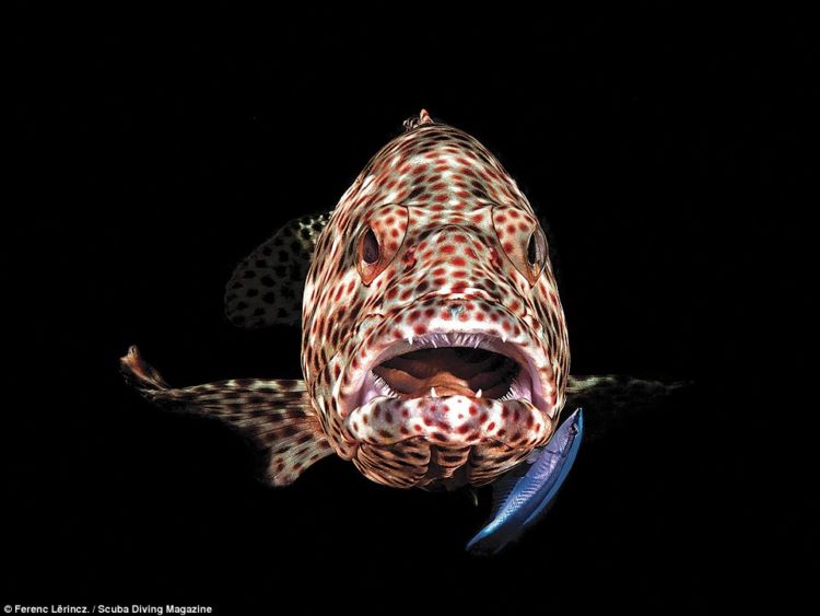 13 Foto Pemenang Underwater Photo Contest Ini Sungguh Luar Biasa dan Bikin Berdecak Kagum!