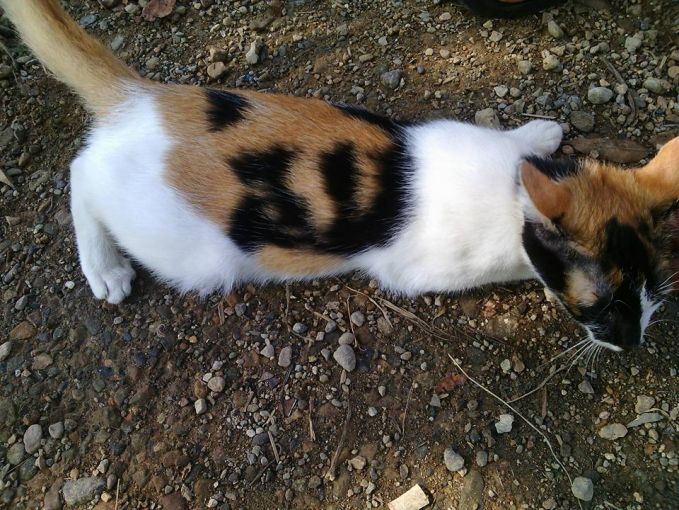 Selain Daging Kurban, 10 Lafaz Allah Juga Pernah Ditemukan oleh Masyarakat dalam Berbagai Bentuk