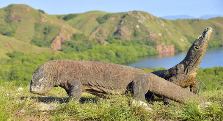 Pemprov NTT Akan Tutup Taman Nasional Komodo Selama Setahun. Pengusaha Wisata pun Kelabakan!