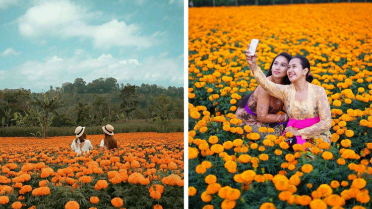 Gemitir Garden, Taman Bunga Marigold yang Instagramable di Bali. Jadi Pengen ke Bali Lagi Nih!